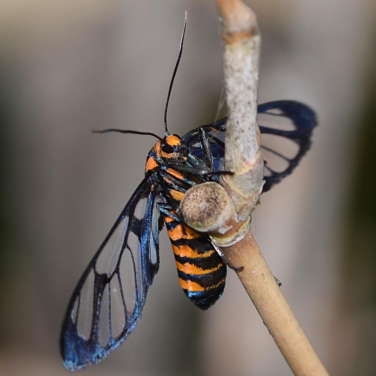 Tiger Moth