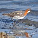 Red-necked Phalarope - Óðinshani (female)