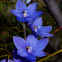 Spotted Sun Orchid