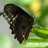 Goldrim swallowtail