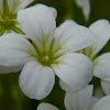 Mossy Saxifrage