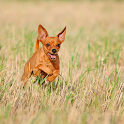 Miniature Pinschers Dog logo