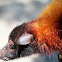 Large flying fox Pteropus vampyrus