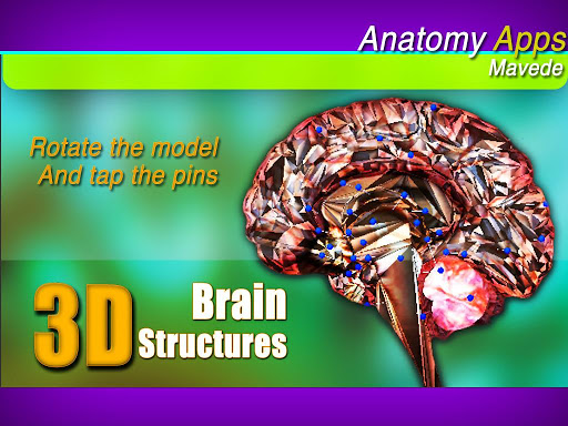 Brain Structure