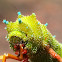 Helena Gum Moth Caterpillar