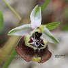 Ophrys oxyrrhynchos