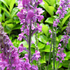 unknown purple flower