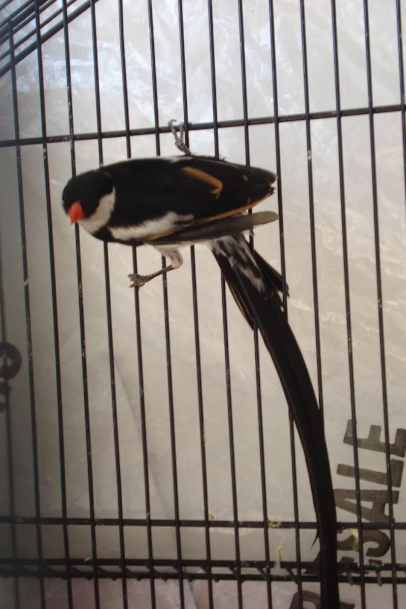 Male Pin- tailed Whydahs