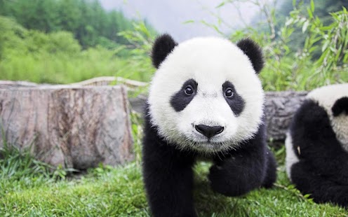 How to mod Panda Live Wallpapers 1.1 apk for bluestacks