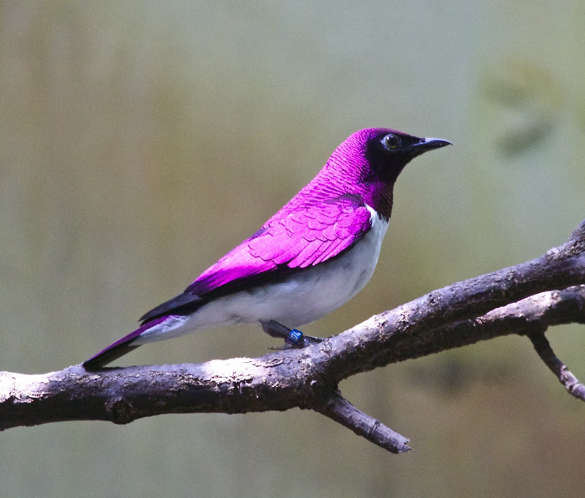 Violet-backed Starling