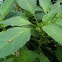 Jalapeño plant