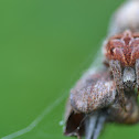Hairy orb weaver spider
