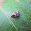 Tortoise Beetles