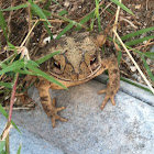 Gulf coast toad