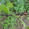 Fire bugs ( juvenile )