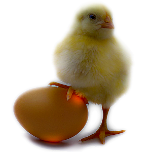 NassT - hatch the egg.apk 1.2
