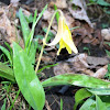 Trout - Lily