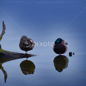 chilling time by Laszlo Czirok - Animals Birds