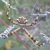 Banded Garden Spider, Silver Argiope, Silver Garden Spider