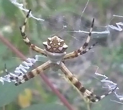 Banded Garden Spider Silver Argiope Silver Garden Spider