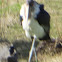 Marabou Stork