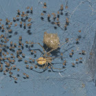Theridiidae Spider