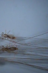 Download Liceworld APK for PC