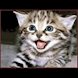 Soft Kitty - Big Bang Theory