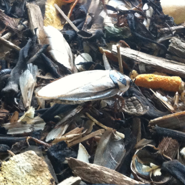 Cockroach | Project Noah