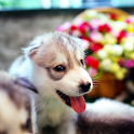 Dog wallpaper,Husky logo