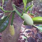 Jackfruit Tree