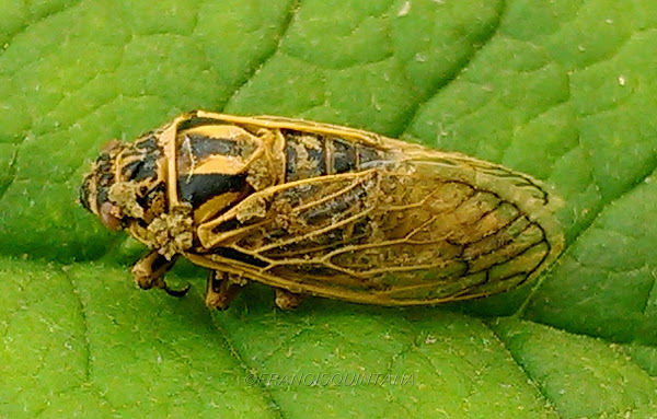Cicada | Project Noah