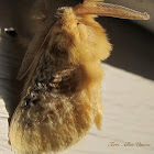 Black-waved Flannel Moth