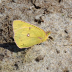 Clouded Sulphur