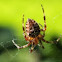 (European) Garden Spider