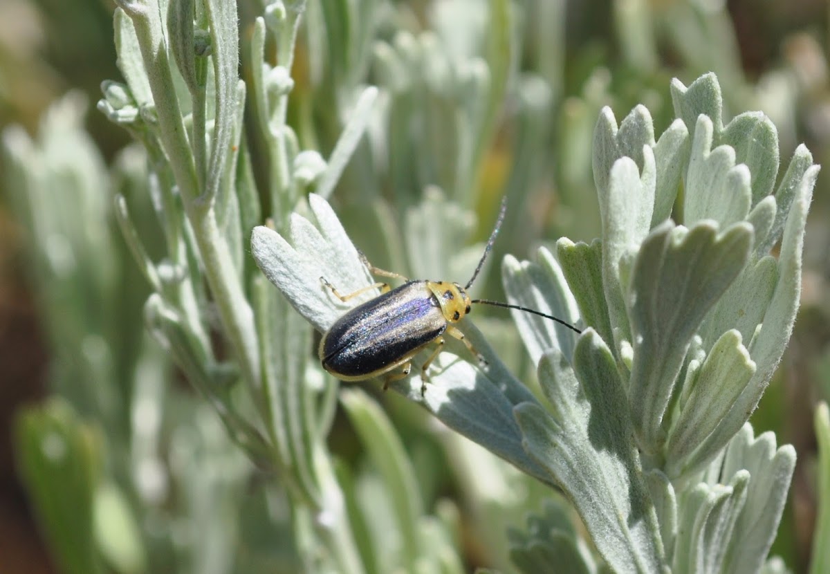 Leaf Beetle