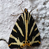 Jersey Tiger