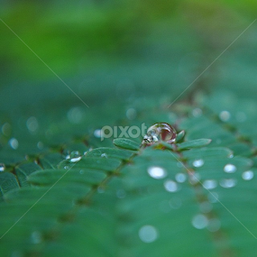 by Praveen A G E - Nature Up Close Natural Waterdrops