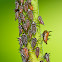 Treehopper Nymphs