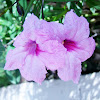 Mexican Petunia - pink cultivar