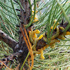 Red-headed Pinesaw Caterpillars