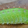 Nason's Slug Caterpillar