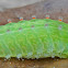 Nason's Slug Caterpillar