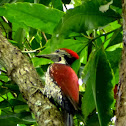 Black-rumped Flameback