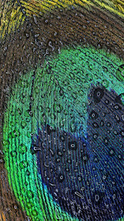 Peacock Feathers Live Wallpaper(圖6)-速報App
