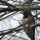 Northern "Yellow-shafted" Flicker