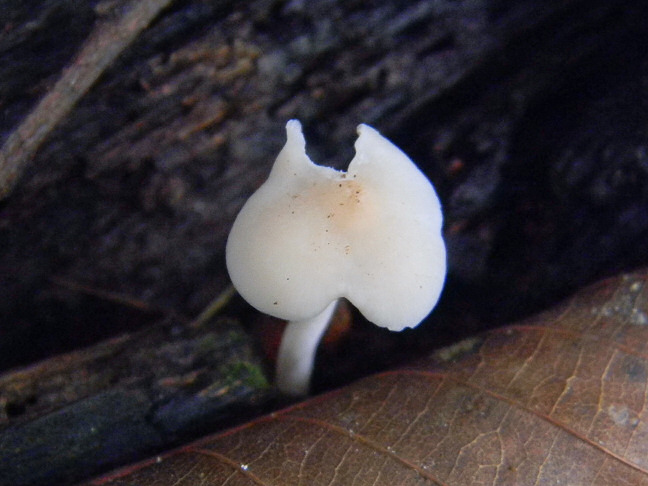 unidentified mushroom