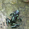 Black-Green Poison Dart frog