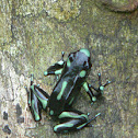 Black-Green Poison Dart frog