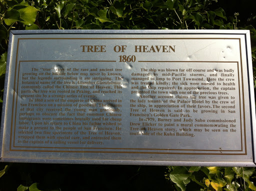 Tree Of Heaven